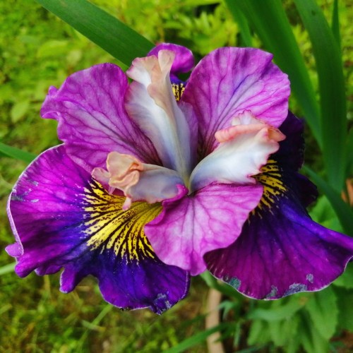 Iris sibirica 'Peacock Butterfly® Charming Billy' - Iris sibirica 'Peacock Butterfly® Charming Billy' C1/1L